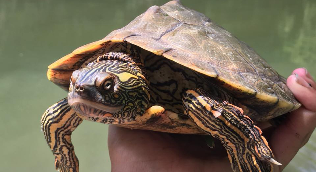  p>德州地图龟(学名: i>graptemys versa /i>)是龟科,地图龟属动物.