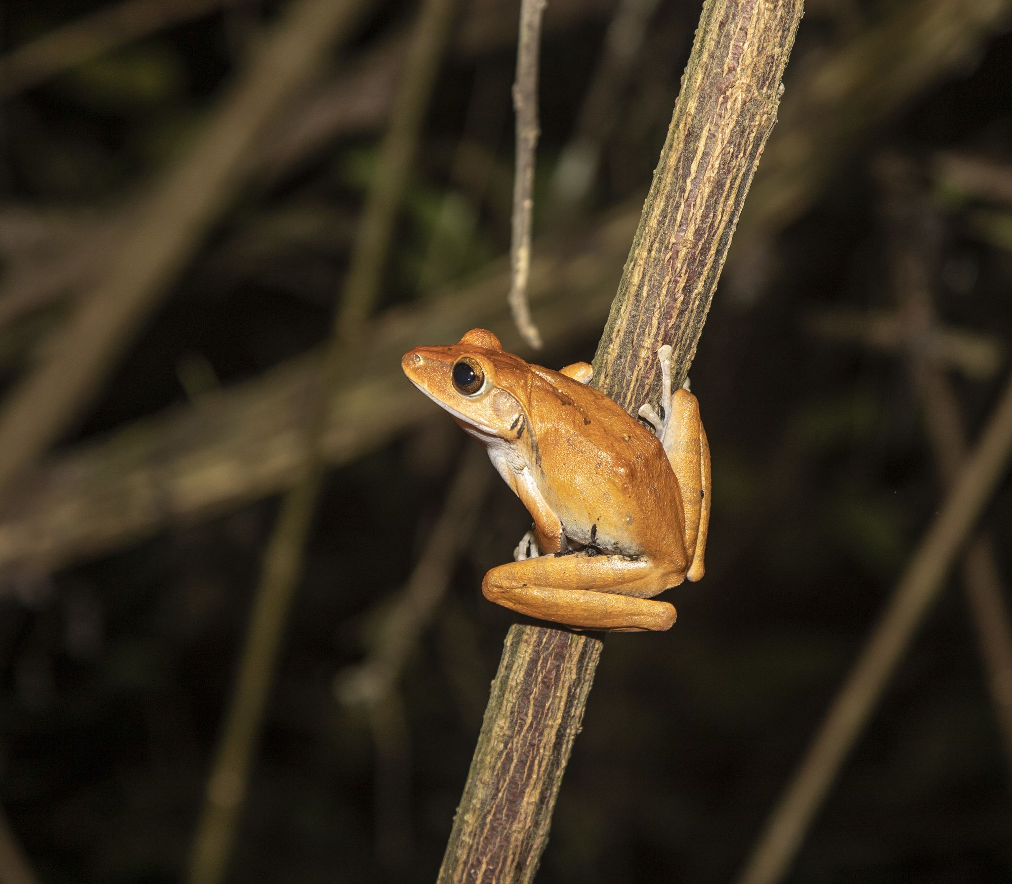  p>斑腿泛树蛙(学名: i>polypedates megacephalus /i>)是树蛙科,泛