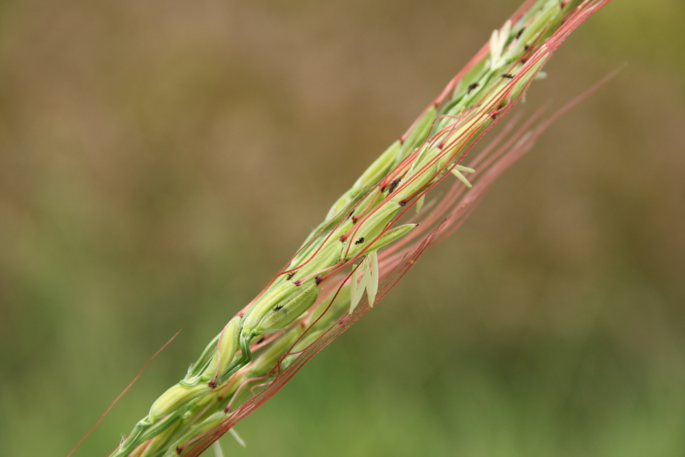  p>野生稻(学名: i>oryza rufipogon /i> griff.