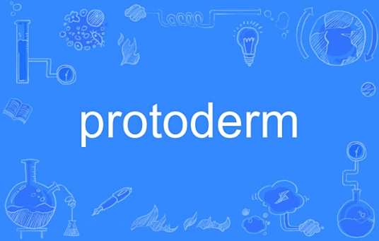 protoderm_百度百科