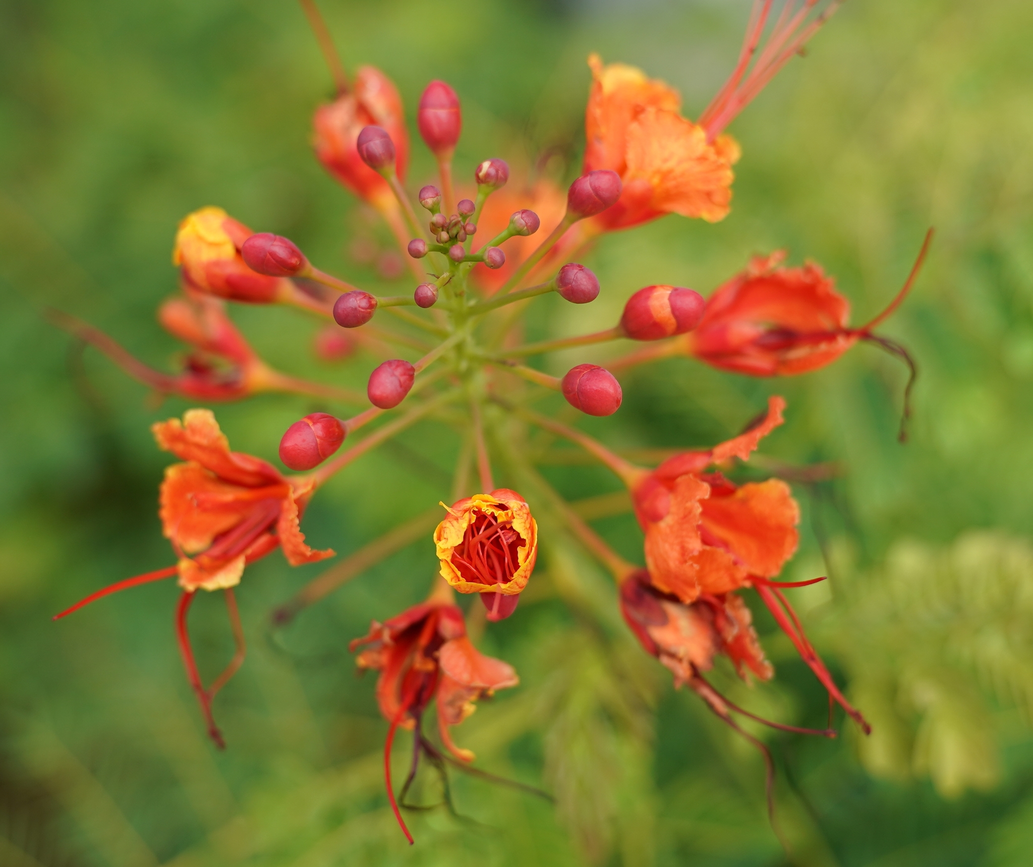  p>洋金凤(学名: i>caesalpinia pulcherrima /i> (l.) sw.