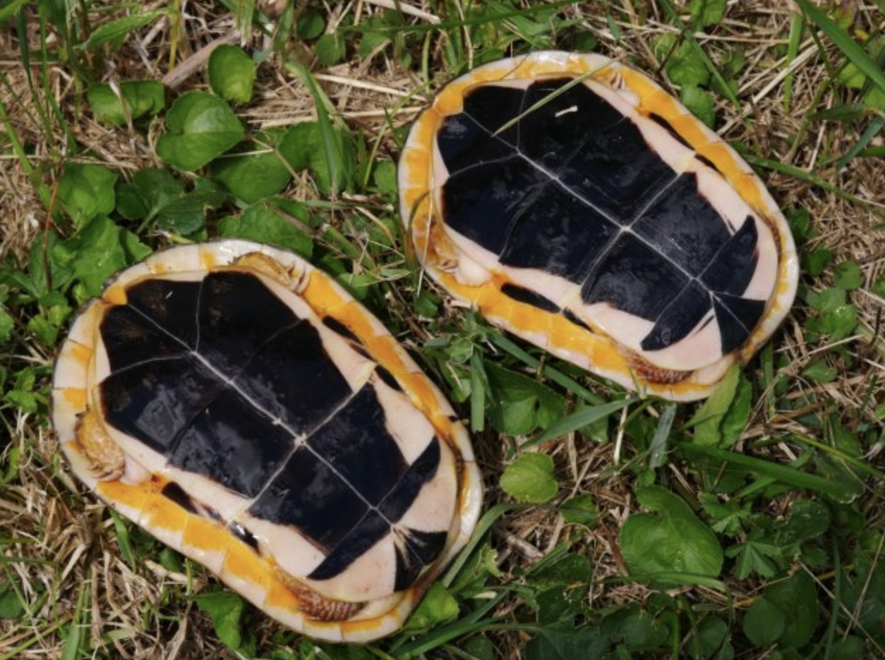  p>百色闭壳龟(学名: i> i>cuora mccordi /i