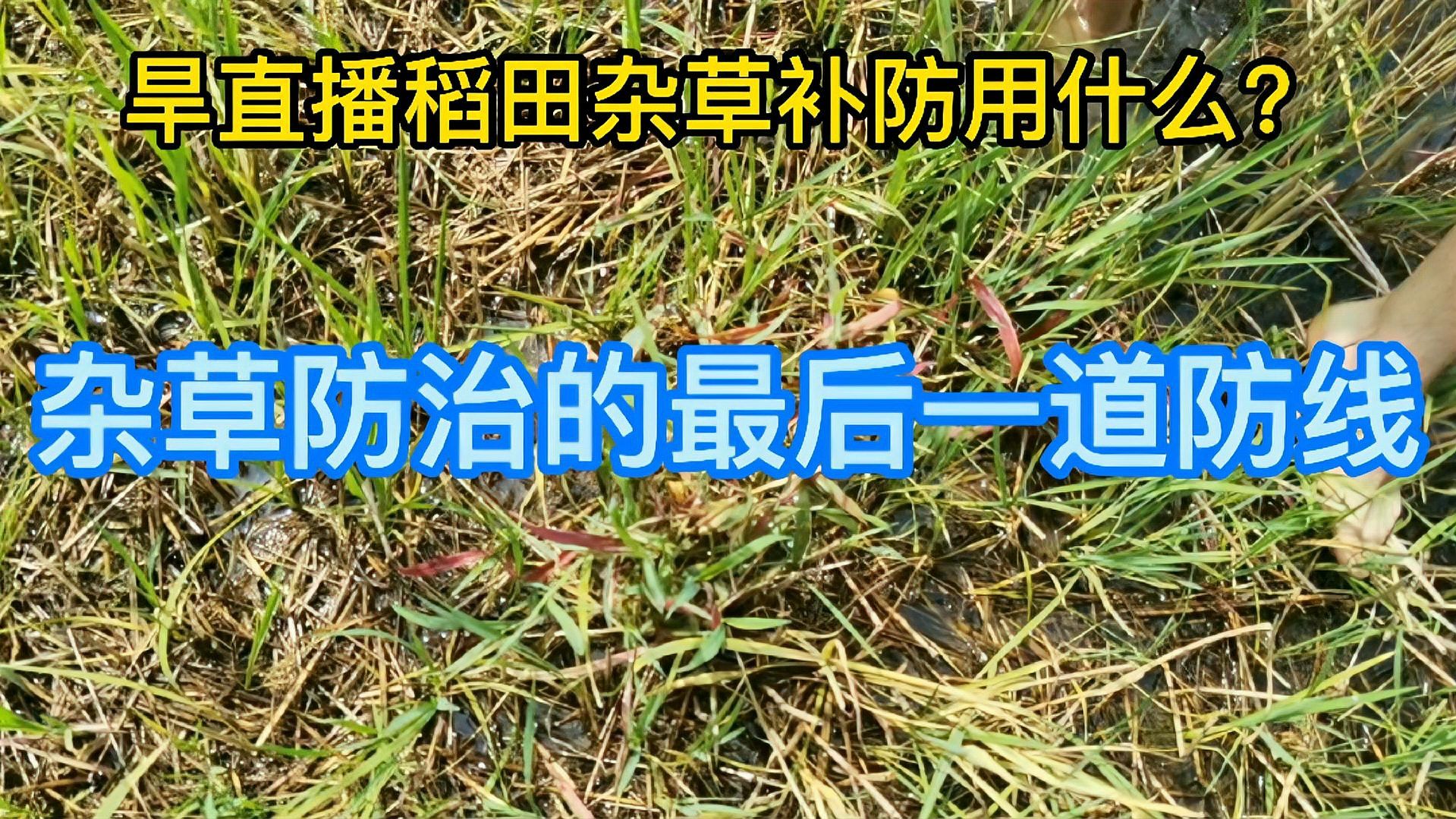 水稻杂草后期补防还有药吗？抗性稗草，千金子，毛马唐的最后防线_科星球_百度百科