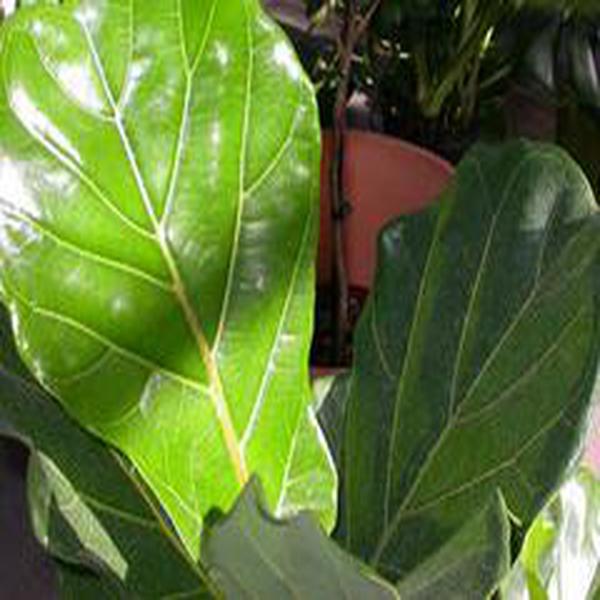  p>大琴叶榕( i>ficus lyrata /i>)是桑科榕属植物. /p>