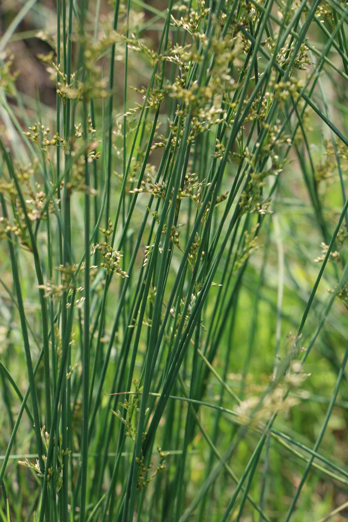 "go0eds2n2w">龙须, a target="_blank" href="/item/龙须草/1735199"