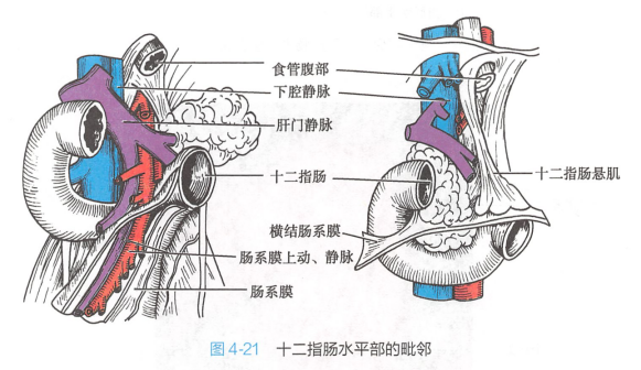 <p>十二指肠水平部的毗邻