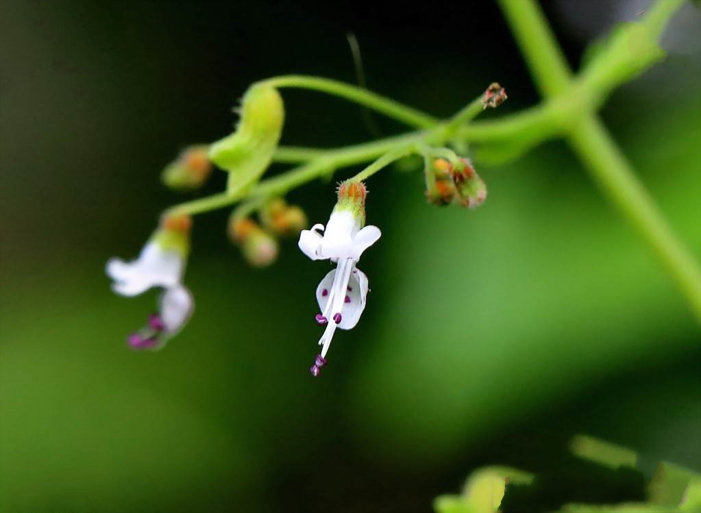  p>线纹香茶菜(学名: i> /i> i>isodon lophanthoides /i> (buchanan