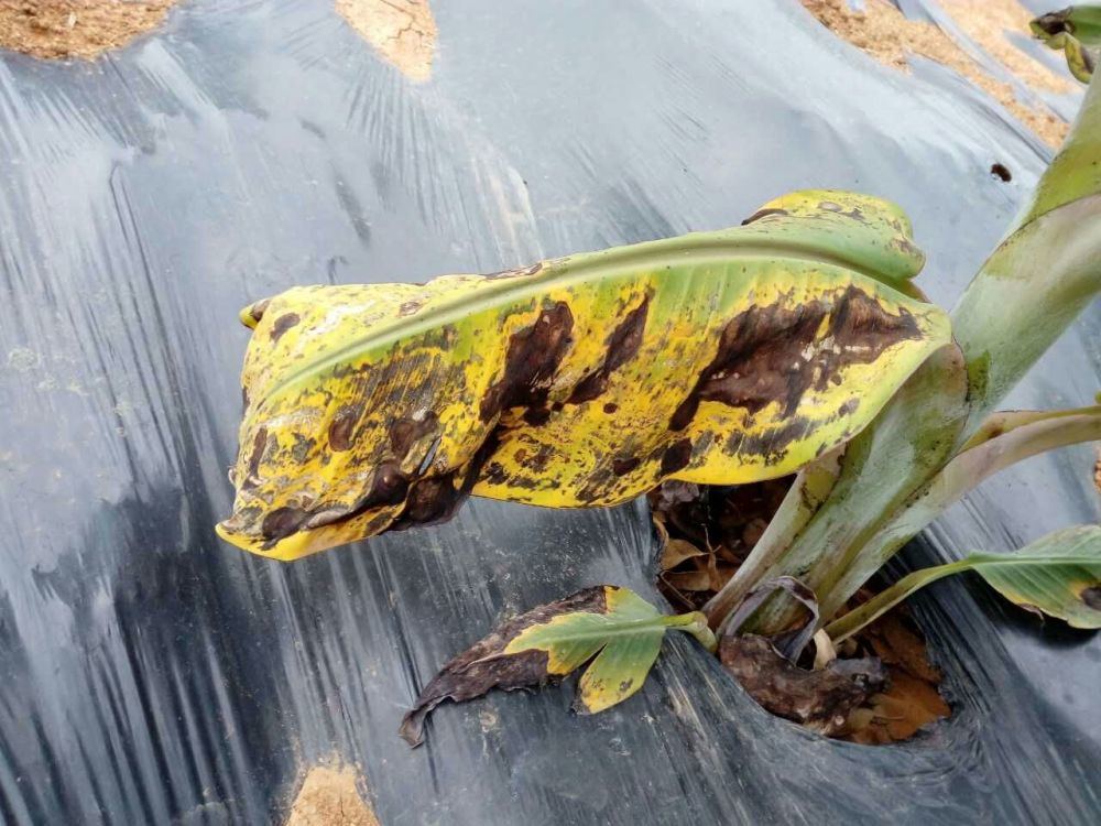  p>香蕉炭疽病又名黑腐病,熟果腐烂病,是由芭蕉炭疽菌侵染所引起的