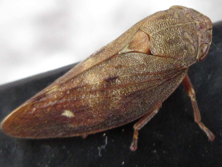 小白带尖胸沫蝉