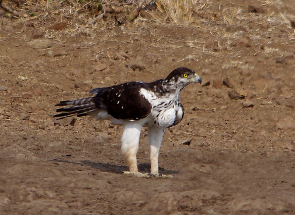  p>非洲雕(学名: i>aquila spilogaster /i>):是鹰科,雕属的猛禽.