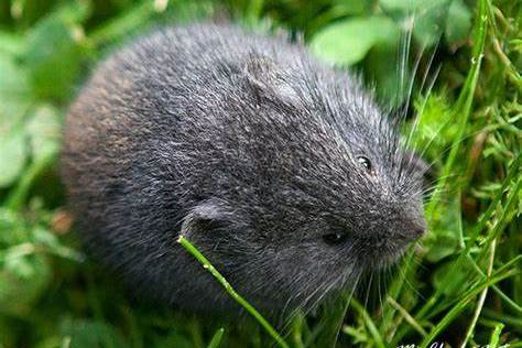 林旅鼠兴安岭亚种