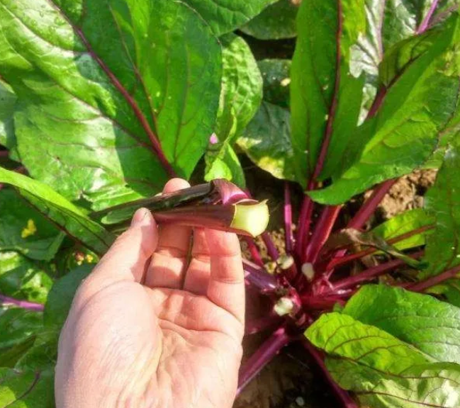 菜苔中的红玫瑰与白玫瑰 百科ta说