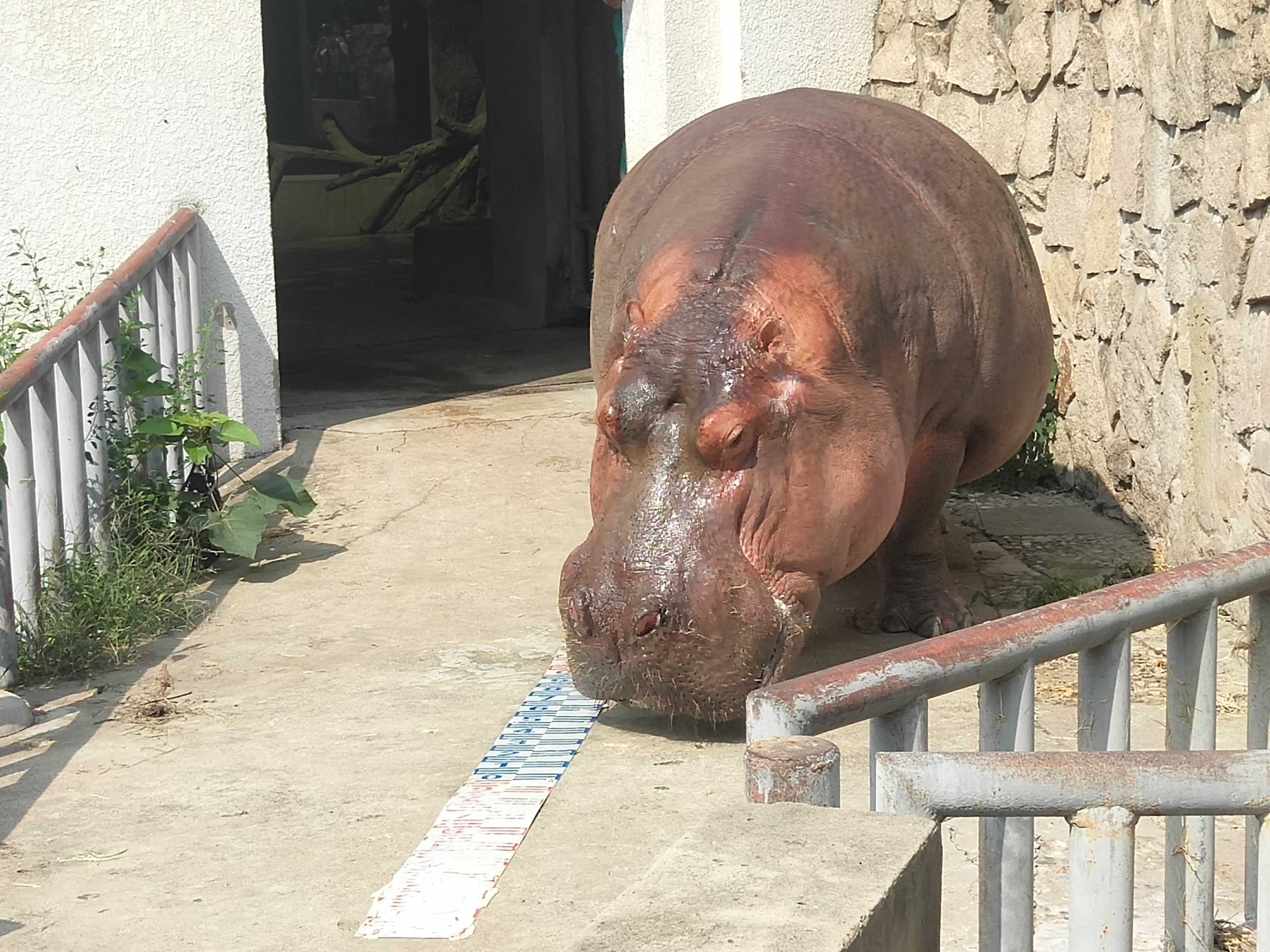  p>河马科 hippopotamidae偶蹄目的 1科.共有2属2种.