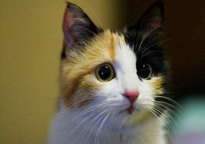 传闻中不可抵挡的三花猫魅力 百科ta说