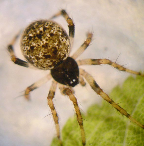 拟黄圆腹蛛