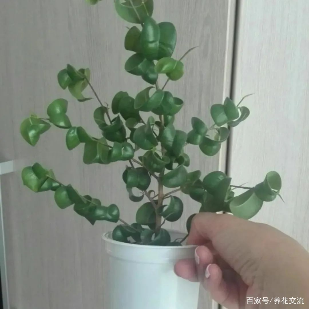 美如画的榕属植物，这几个花叶榕树品种很值得“珍藏”_百科TA说