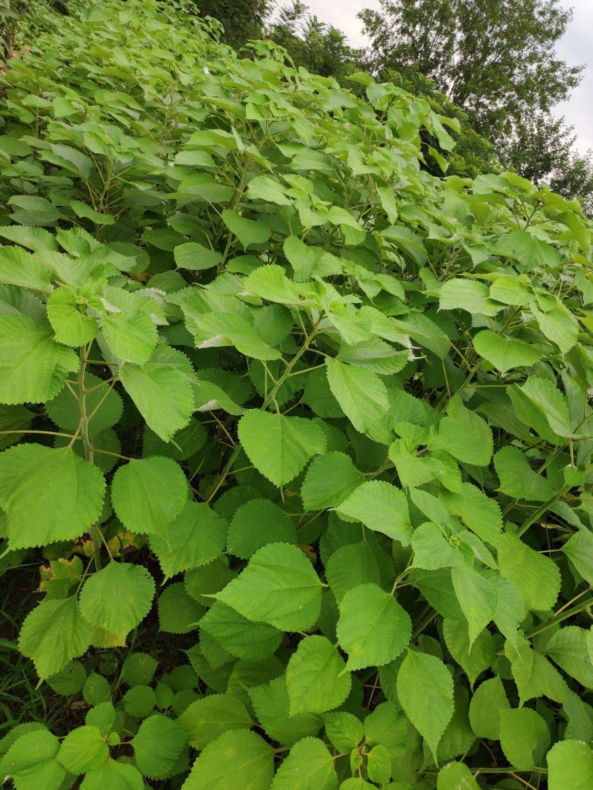  p data-id="9qrtu2v">青麻1号长宁群体是一种禾本科,簕竹属植物. /p>