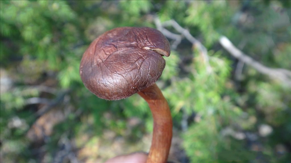 o.k. mill. )是铆钉菇科,色钉菇属真菌.