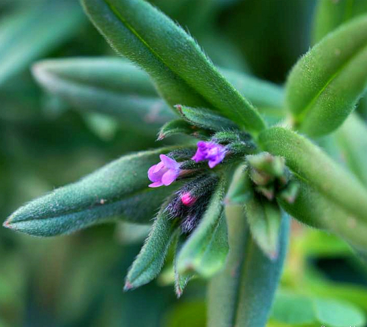 田紫草 百度百科