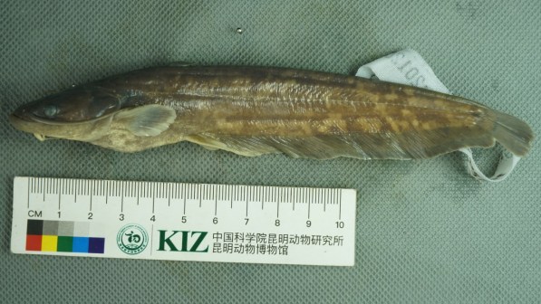 鲇（鲇科、鲇属鱼类）_百度百科
