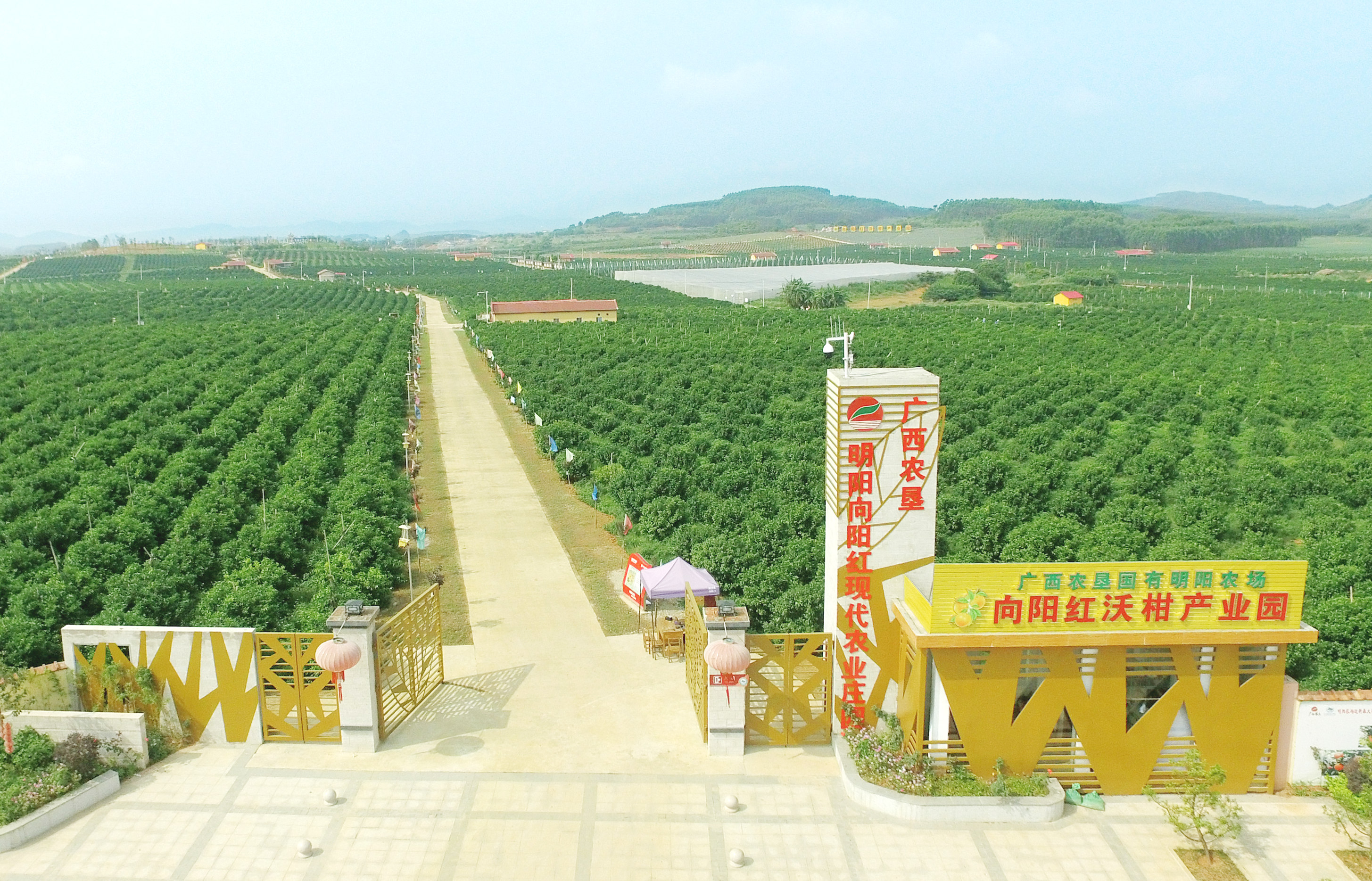 data-id="2lhfhaqrhif">广西农垦明阳向阳红现代农业庄园,是广西南宁