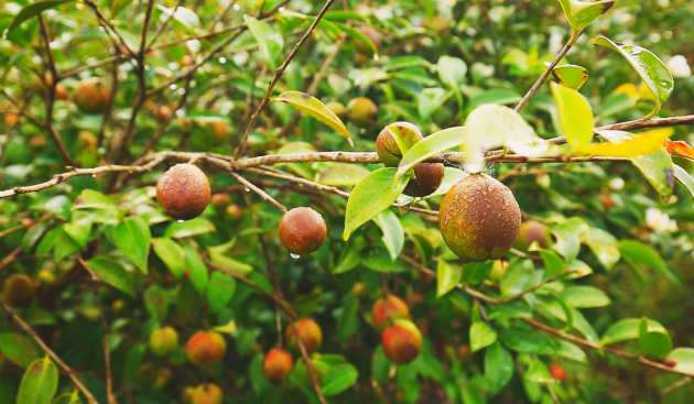 黄袍山国家油茶产业示范园