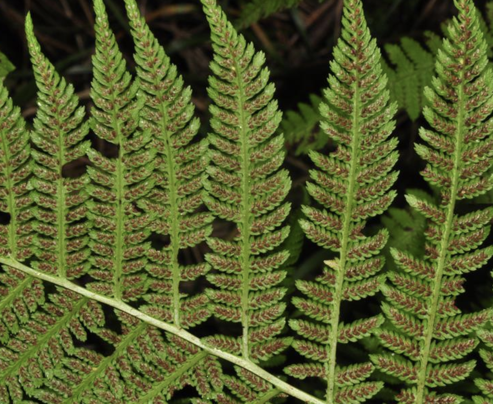 是蹄盖蕨科,蹄盖蕨属植物.