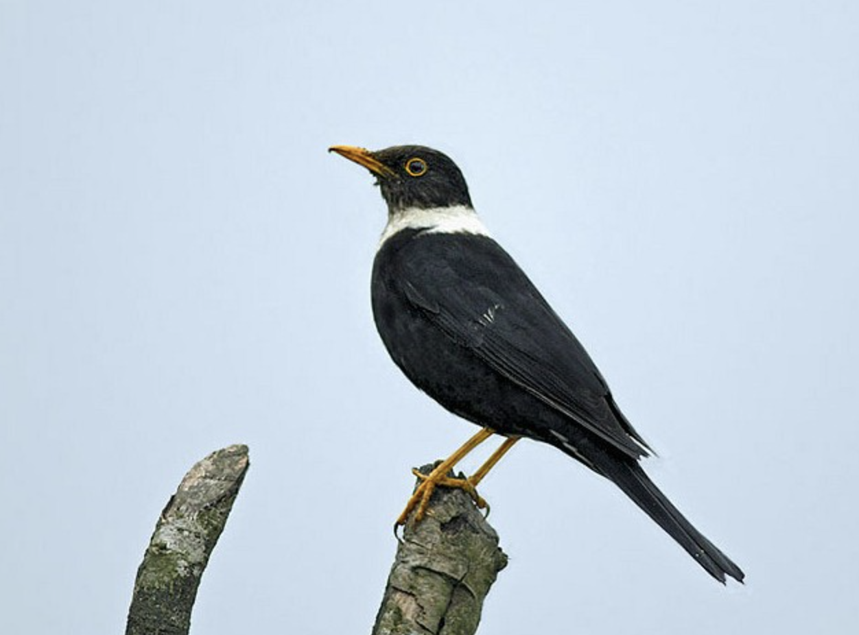  p>白颈鸫(学名: i>turdus albocinctus /i>)是鸫科,鸫属的中型鸟类