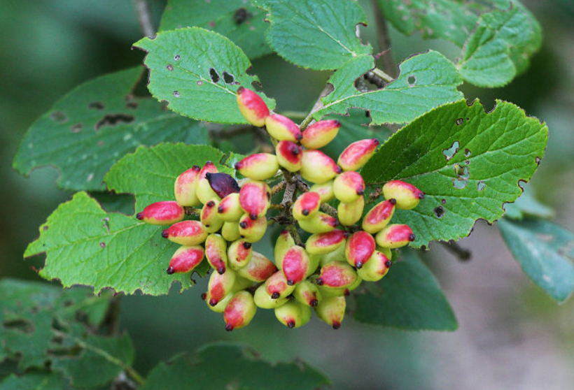  p>陕西荚蒾(学名: i>viburnum schensianum  /i>maxim.