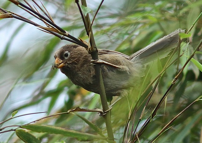  i>cholornis paradoxus /i>)是莺科,鸦雀属小型鸟类,体长18-20厘米