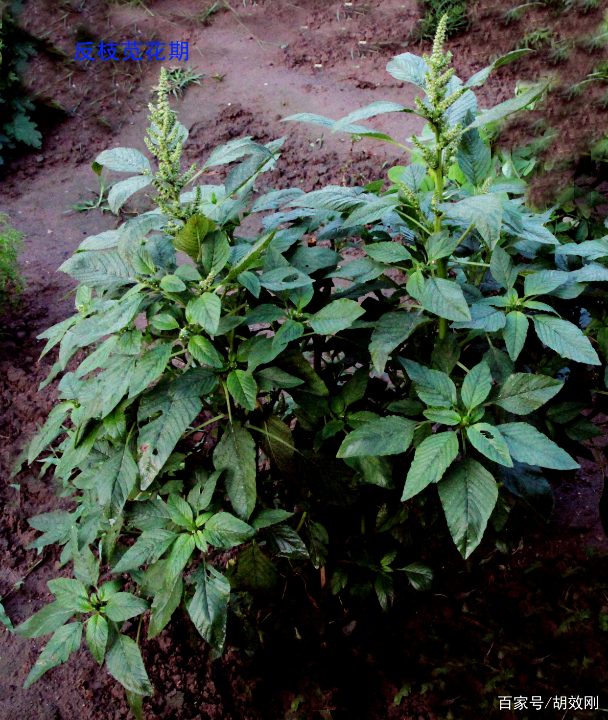 苋科反枝苋花、花序、花群体、果序、果群体、根、茎及叶原图_百科TA说