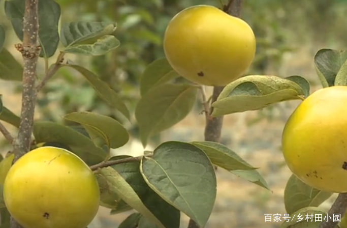它是柿子又不是柿子，是苹果又不是苹果，不仅好吃，还能做菜煲汤_百科TA说