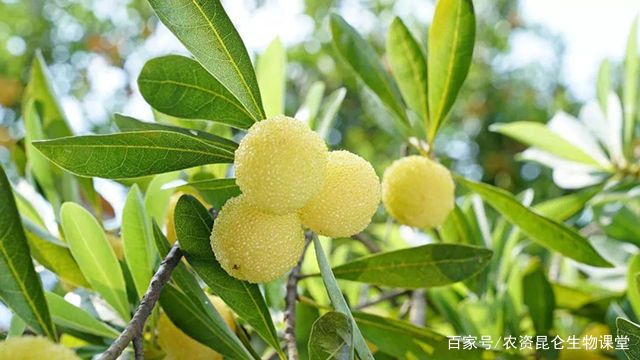 杨梅根腐病的防治，杨梅黄叶死苗的发病原因，根腐病用什么药？_百科TA说
