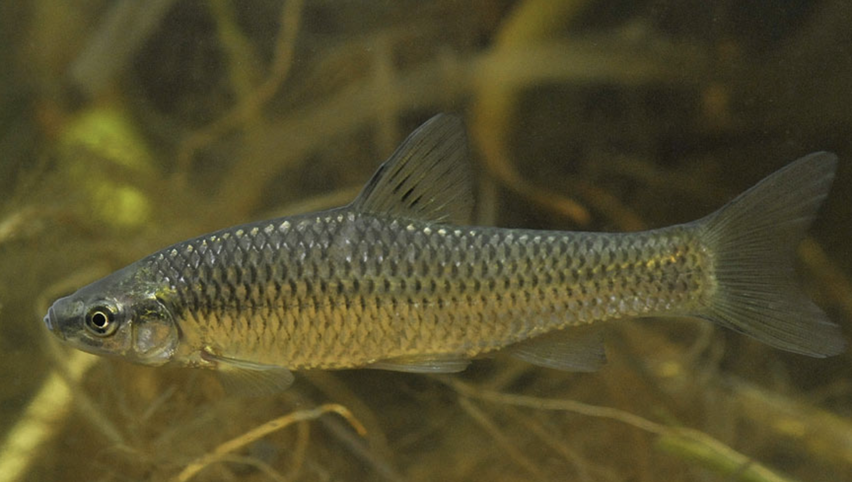 pseudorasbora  parva