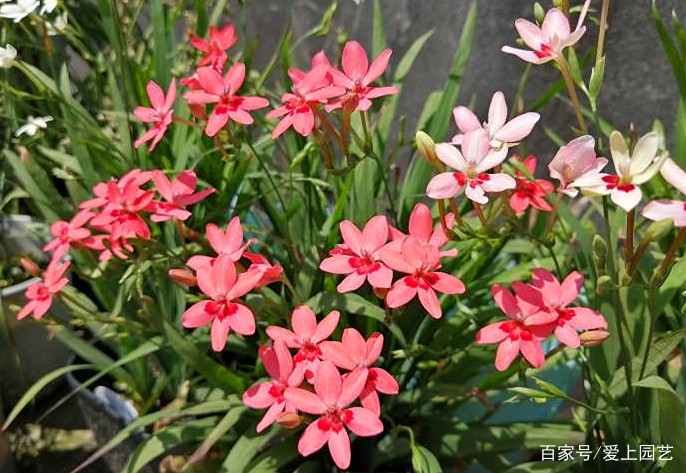 来自南非的奇异花卉，你能看出来它们和鸢尾是一家的吗？_百科TA说