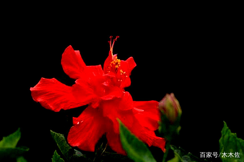 花期长达夏、秋两季，花大色艳，壮观美丽的木槿花_百科TA说