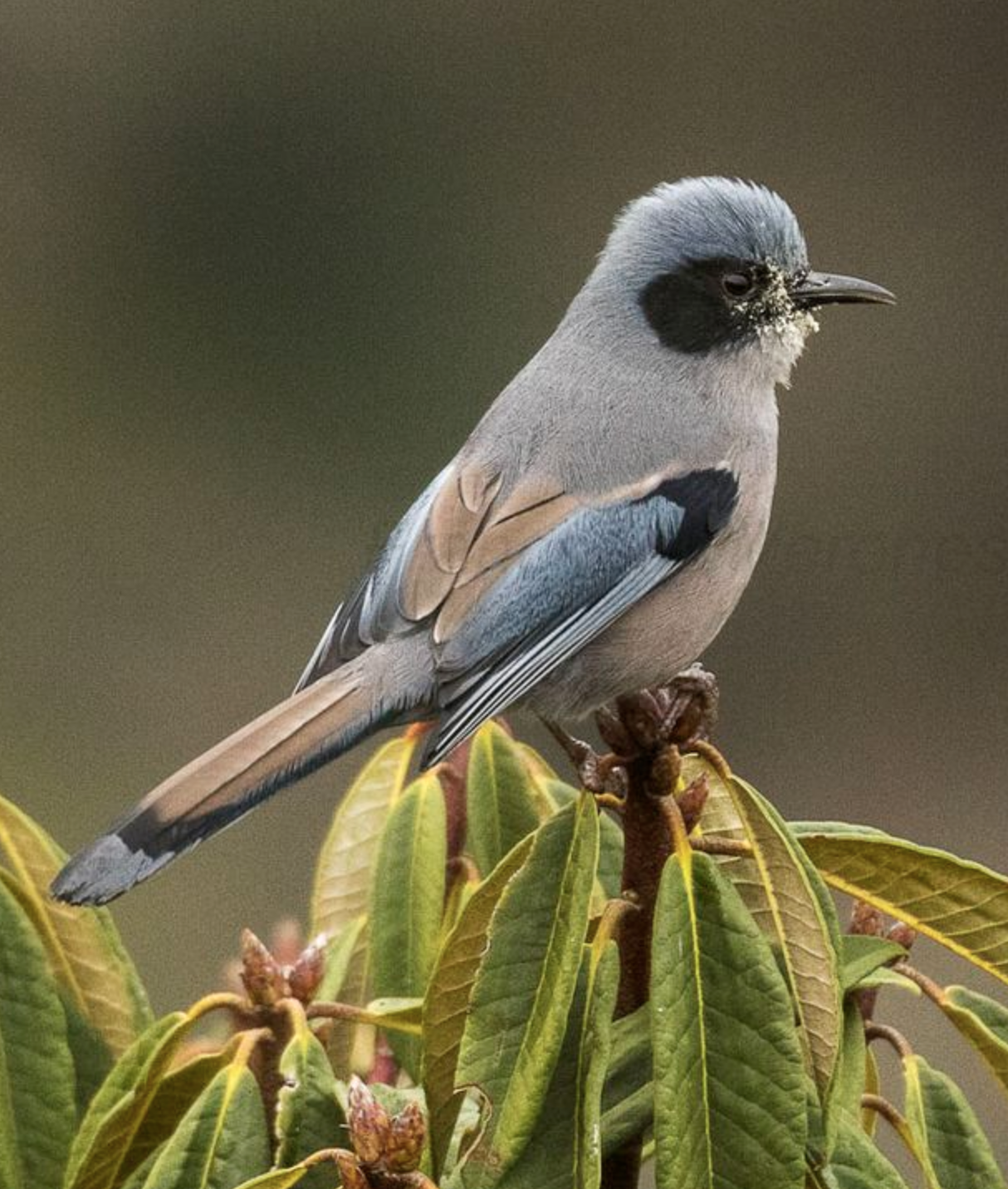  /b>(学名: i>heterophasia picaoides /i>)是噪眉科,奇鹛属中型鸟类