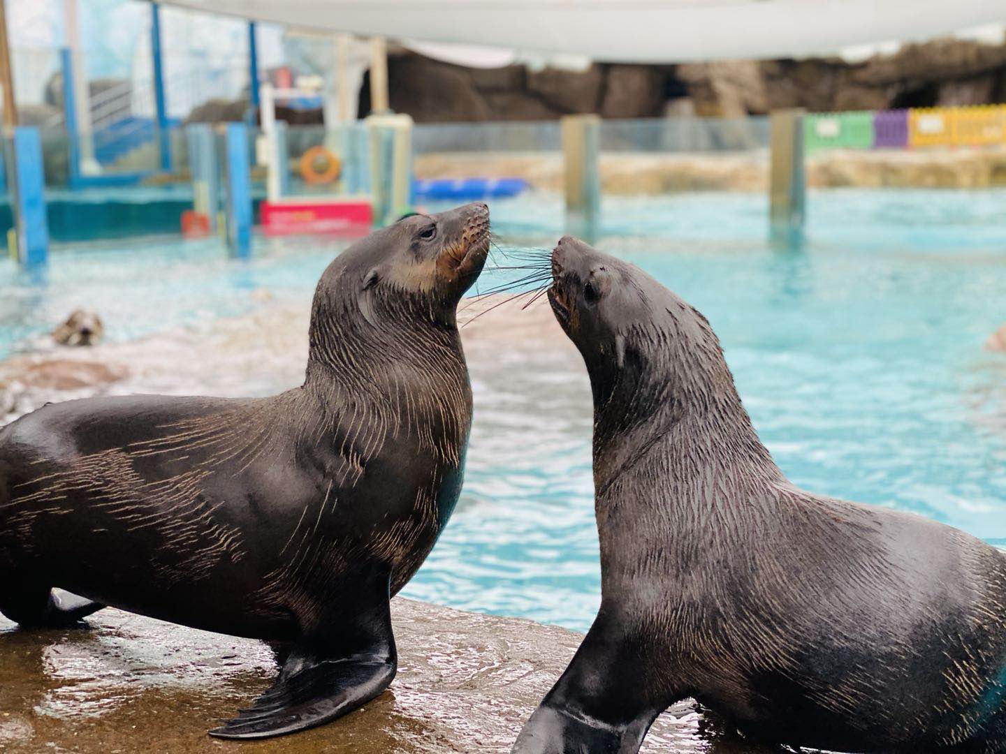 海昌cec·成都极地海洋世界