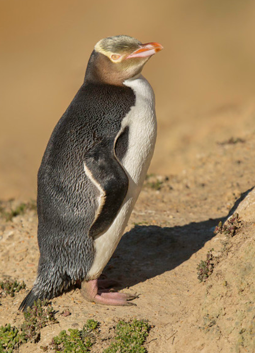  p>黄眼企鹅(学名: i>megadyptes antipodes /i>):属鸟纲,企鹅科,黄眼