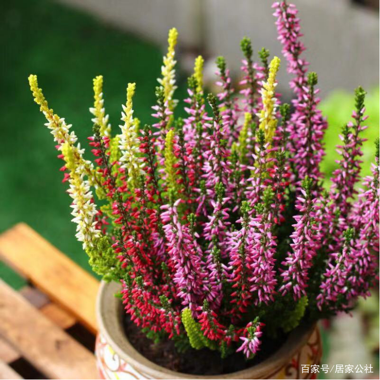 早春养这9种花 生长快 开花多 现在种下 初夏就能开爆盆 百科ta说