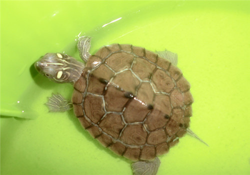 拟地图龟