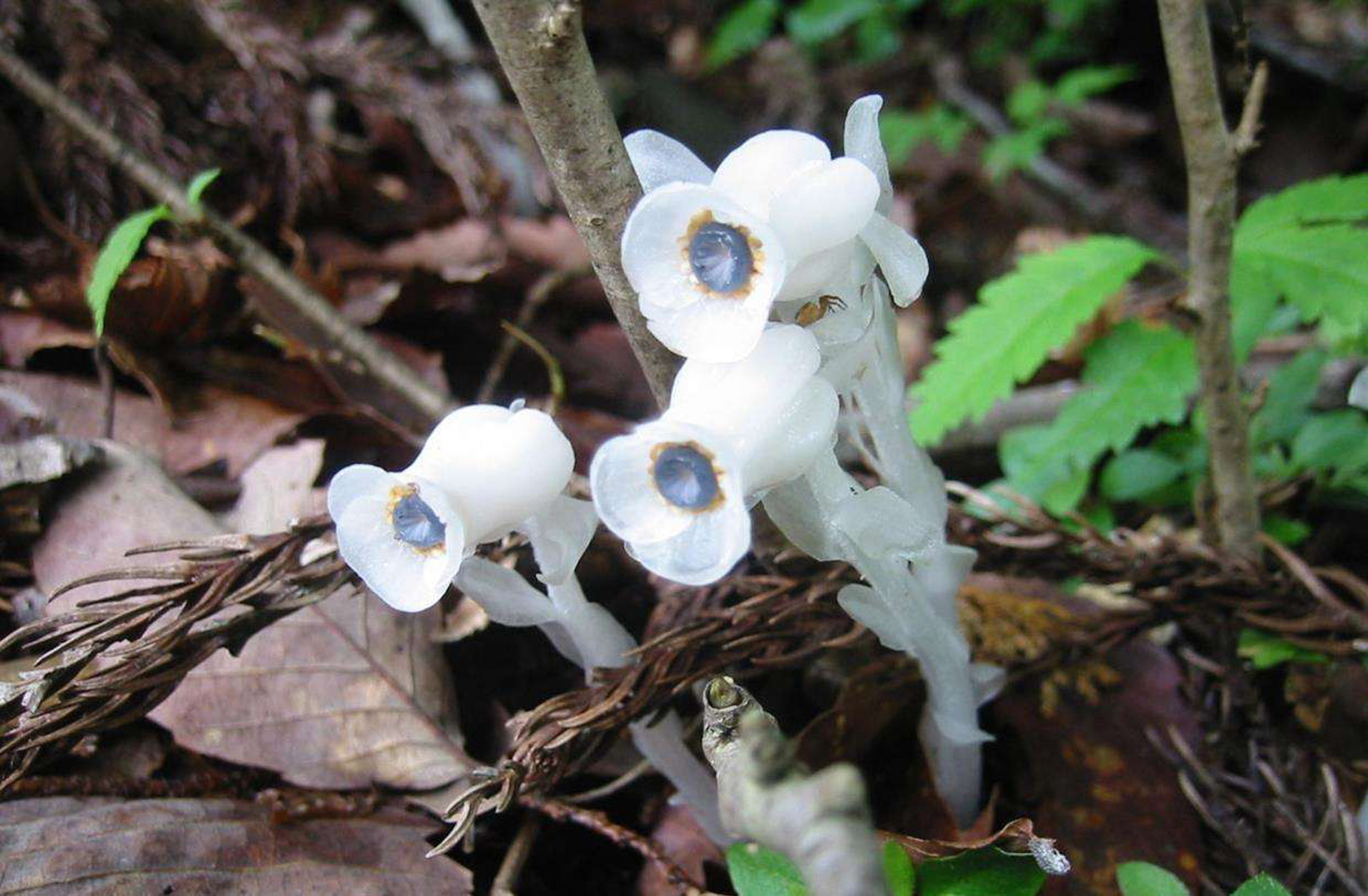  p>水晶兰(学名: i>monotropa uniflora /i>  linn.