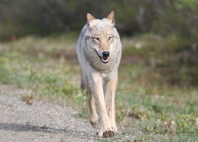 也被称为育空狼,是由动物学家丹尼尔·艾略特在1905年列为灰狼亚种