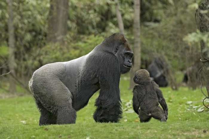 zoo)是 a href="#">世界十大动物园 /a>之一,位于美国纽约市的 a href