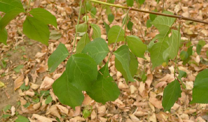 是 a target="_blank" href="/item/省沽油科/4866925" data-lemmaid