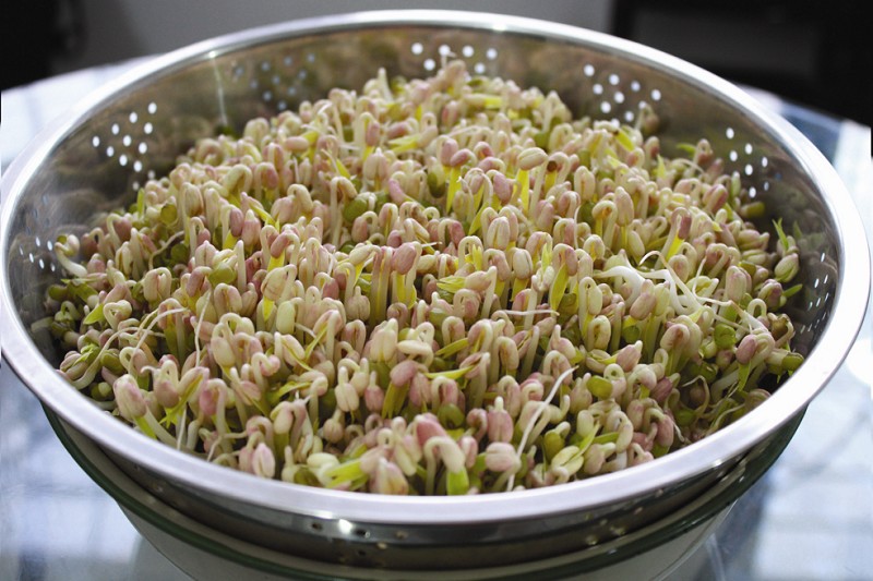 豆芽