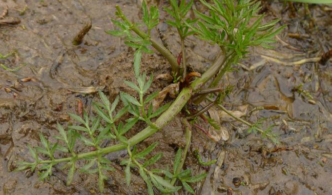  p>毒芹属(学名: i>cicuta /i>&nbsp;l.