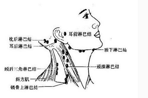 它遍布全身各处,由淋巴管(分为毛细淋巴管, a target="_blank" href="