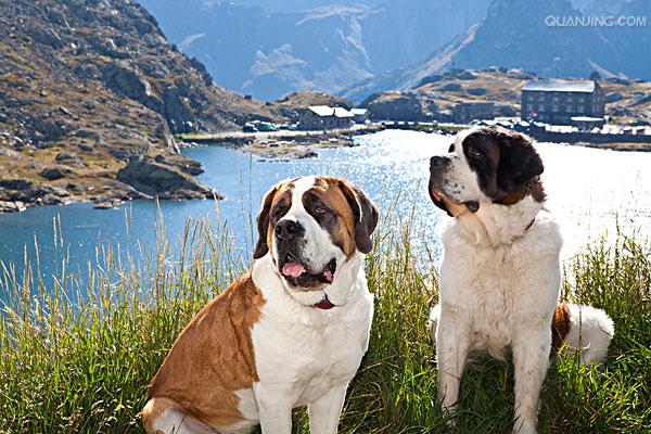  p data-id="tirrprayqc0d">圣伯纳犬是食肉目犬科犬属哺乳动物,又名