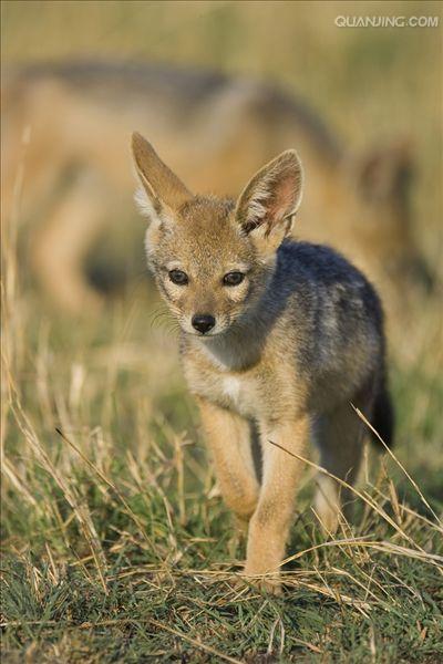  p>黑背胡狼(学名: i>canis mesomelas /i>):个头较小,长相似狗,行动